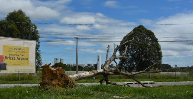 Meio Ambiente | árvore transplantada da antiga AABB não resite e tomba em Vitória da Conquista
